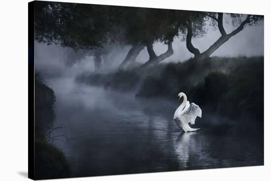 A Lone Mute Swan Stretches its Wings in Richmond Park-Alex Saberi-Stretched Canvas