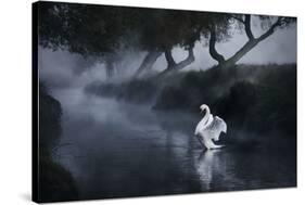 A Lone Mute Swan Stretches its Wings in Richmond Park-Alex Saberi-Stretched Canvas