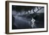 A Lone Mute Swan Stretches its Wings in Richmond Park-Alex Saberi-Framed Photographic Print