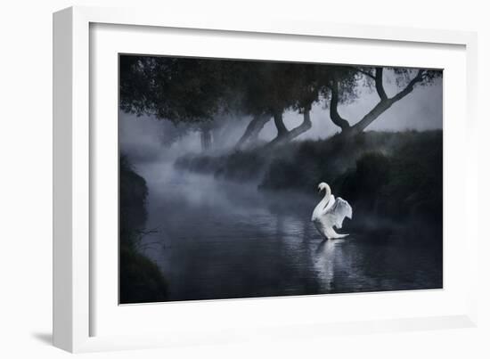 A Lone Mute Swan Stretches its Wings in Richmond Park-Alex Saberi-Framed Photographic Print