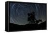 A Lone Oak Tree Silhouetted Against a Backdrop of Star Trails-null-Framed Stretched Canvas