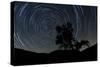 A Lone Oak Tree Silhouetted Against a Backdrop of Star Trails-null-Stretched Canvas