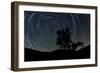 A Lone Oak Tree Silhouetted Against a Backdrop of Star Trails-null-Framed Photographic Print