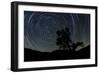 A Lone Oak Tree Silhouetted Against a Backdrop of Star Trails-null-Framed Photographic Print