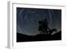 A Lone Oak Tree Silhouetted Against a Backdrop of Star Trails-null-Framed Photographic Print