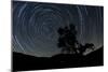 A Lone Oak Tree Silhouetted Against a Backdrop of Star Trails-null-Mounted Photographic Print