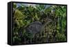 A Lone Olorotitan Duckbilled Dinosaur-null-Framed Stretched Canvas