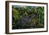 A Lone Olorotitan Duckbilled Dinosaur-null-Framed Premium Giclee Print