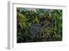 A Lone Olorotitan Duckbilled Dinosaur-null-Framed Premium Giclee Print