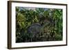 A Lone Olorotitan Duckbilled Dinosaur-null-Framed Art Print