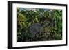 A Lone Olorotitan Duckbilled Dinosaur-null-Framed Art Print