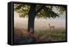 A Lone Red Deer Doe, Cervus Elaphus, Stands in the Autumn Mist in Richmond Park-Alex Saberi-Framed Stretched Canvas