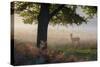 A Lone Red Deer Doe, Cervus Elaphus, Stands in the Autumn Mist in Richmond Park-Alex Saberi-Stretched Canvas