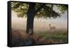 A Lone Red Deer Doe, Cervus Elaphus, Stands in the Autumn Mist in Richmond Park-Alex Saberi-Framed Stretched Canvas