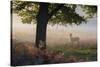 A Lone Red Deer Doe, Cervus Elaphus, Stands in the Autumn Mist in Richmond Park-Alex Saberi-Stretched Canvas