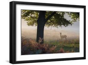 A Lone Red Deer Doe, Cervus Elaphus, Stands in the Autumn Mist in Richmond Park-Alex Saberi-Framed Photographic Print