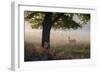 A Lone Red Deer Doe, Cervus Elaphus, Stands in the Autumn Mist in Richmond Park-Alex Saberi-Framed Photographic Print