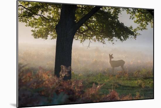 A Lone Red Deer Doe, Cervus Elaphus, Stands in the Autumn Mist in Richmond Park-Alex Saberi-Mounted Photographic Print