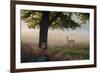 A Lone Red Deer Doe, Cervus Elaphus, Stands in the Autumn Mist in Richmond Park-Alex Saberi-Framed Photographic Print