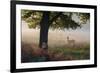 A Lone Red Deer Doe, Cervus Elaphus, Stands in the Autumn Mist in Richmond Park-Alex Saberi-Framed Photographic Print