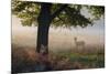 A Lone Red Deer Doe, Cervus Elaphus, Stands in the Autumn Mist in Richmond Park-Alex Saberi-Mounted Photographic Print