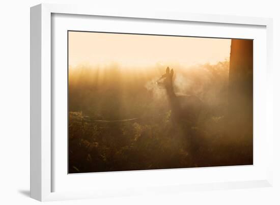 A Lone Red Deer Doe, Cervus Elaphus, Stands in the Autumn Mist in Richmond Park-Alex Saberi-Framed Photographic Print