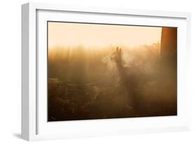 A Lone Red Deer Doe, Cervus Elaphus, Stands in the Autumn Mist in Richmond Park-Alex Saberi-Framed Photographic Print