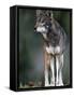 A Lone Red Wolf Looking Away from Camera.-Karine Aigner-Framed Stretched Canvas