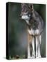 A Lone Red Wolf Looking Away from Camera.-Karine Aigner-Stretched Canvas