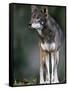 A Lone Red Wolf Looking Away from Camera.-Karine Aigner-Framed Stretched Canvas