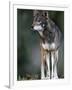 A Lone Red Wolf Looking Away from Camera.-Karine Aigner-Framed Photographic Print