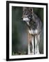 A Lone Red Wolf Looking Away from Camera.-Karine Aigner-Framed Photographic Print