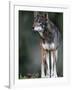 A Lone Red Wolf Looking Away from Camera.-Karine Aigner-Framed Photographic Print