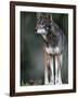 A Lone Red Wolf Looking Away from Camera.-Karine Aigner-Framed Photographic Print