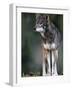 A Lone Red Wolf Looking Away from Camera.-Karine Aigner-Framed Photographic Print