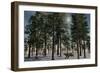A Lone Sabre-Tooth Tiger Running Through a Snow Covered Forest-null-Framed Premium Giclee Print