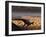 A Lone T. Rex Looks Down on a Large Herd of Triceratops-Stocktrek Images-Framed Photographic Print