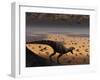 A Lone T. Rex Looks Down on a Large Herd of Triceratops-Stocktrek Images-Framed Photographic Print