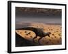 A Lone T. Rex Looks Down on a Large Herd of Triceratops-Stocktrek Images-Framed Photographic Print