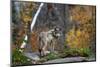 A Lone Timber Wolf or Grey Wolf (Canis Lupus) Standing on a Rocky Cliff Looking Back on a Rainy Day-Jim Cumming-Mounted Photographic Print