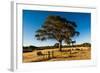 A lone tree in a field, Western Cove Road, Kangaroo Island, South Australia-Mark A Johnson-Framed Photographic Print