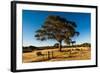 A lone tree in a field, Western Cove Road, Kangaroo Island, South Australia-Mark A Johnson-Framed Photographic Print