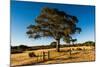 A lone tree in a field, Western Cove Road, Kangaroo Island, South Australia-Mark A Johnson-Mounted Photographic Print