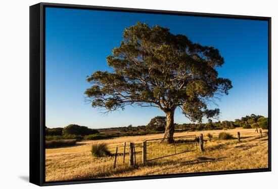 A lone tree in a field, Western Cove Road, Kangaroo Island, South Australia-Mark A Johnson-Framed Stretched Canvas