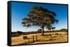 A lone tree in a field, Western Cove Road, Kangaroo Island, South Australia-Mark A Johnson-Framed Stretched Canvas