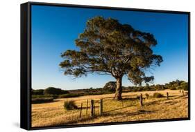 A lone tree in a field, Western Cove Road, Kangaroo Island, South Australia-Mark A Johnson-Framed Stretched Canvas