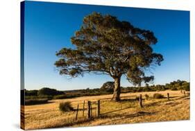 A lone tree in a field, Western Cove Road, Kangaroo Island, South Australia-Mark A Johnson-Stretched Canvas