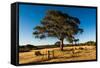 A lone tree in a field, Western Cove Road, Kangaroo Island, South Australia-Mark A Johnson-Framed Stretched Canvas