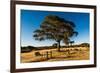 A lone tree in a field, Western Cove Road, Kangaroo Island, South Australia-Mark A Johnson-Framed Photographic Print