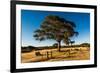 A lone tree in a field, Western Cove Road, Kangaroo Island, South Australia-Mark A Johnson-Framed Photographic Print